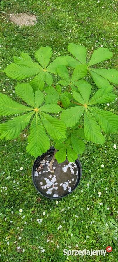 Juka ogrodowa biała Żory sprzedam