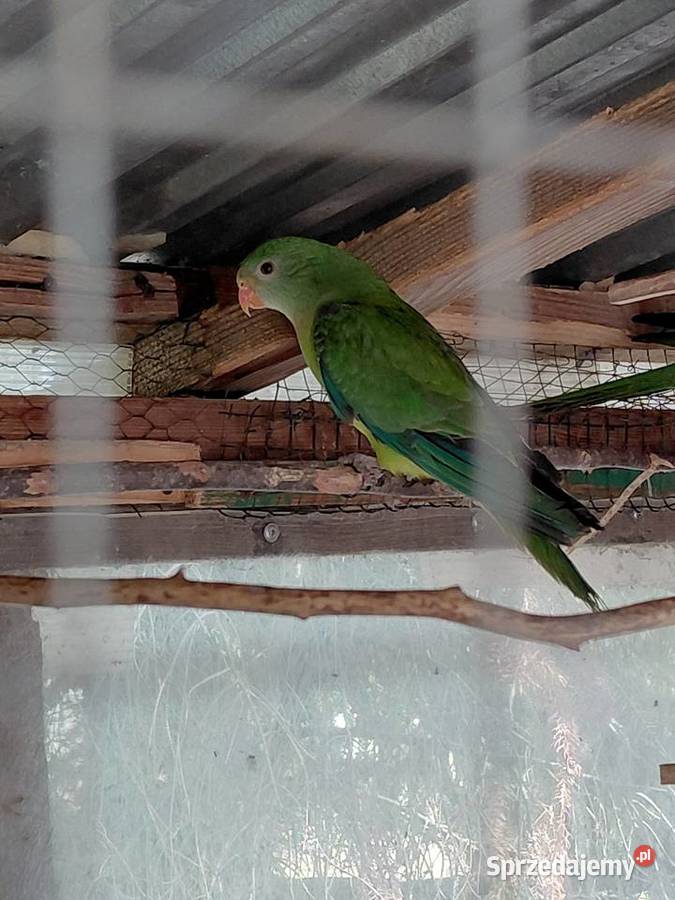 Sprzedam papugi że zdjęć lubuskie