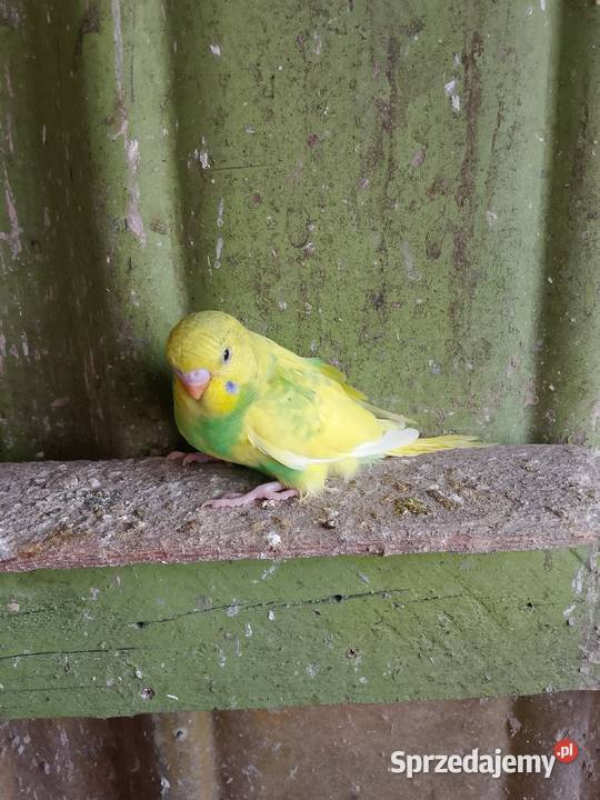 Sprzedam młode papugi faliste podkarpackie Jadachy