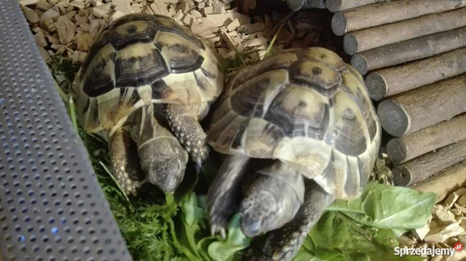 Żółwie greckie terrarium z oświetleniem Gliwice sprzedam