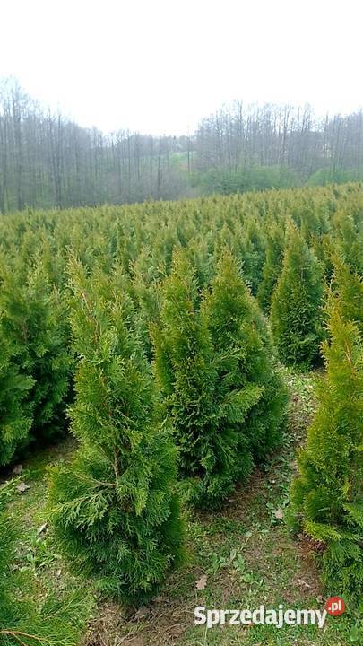 Tuje szmaragd brabant małopolskie