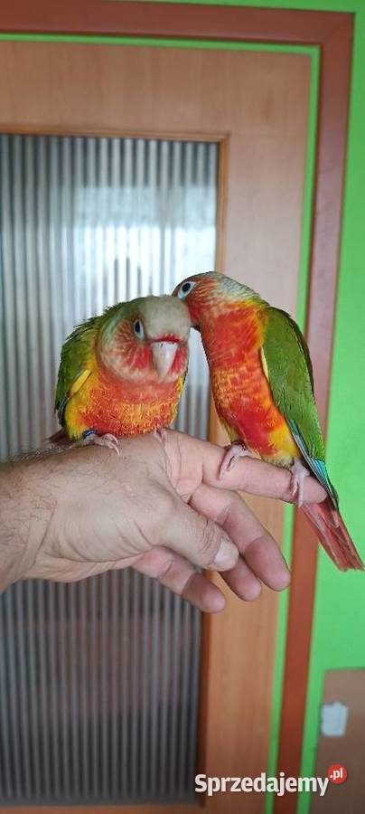 Ręcznie karmione rudosterki z papierami i dna na Tychy