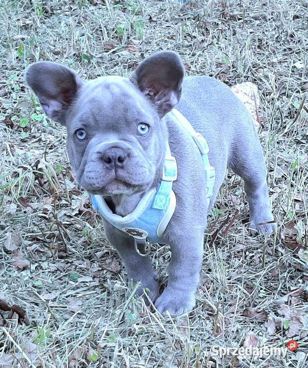Buldog francuski pieski Pabianice