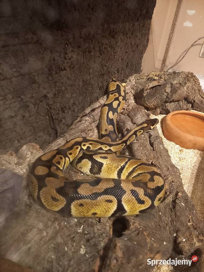 Pyton Królowski 2gen samiec Łódź