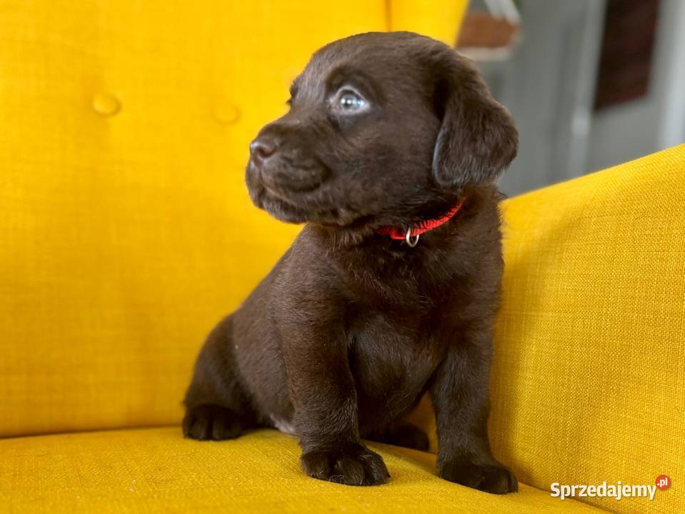 Labrador Czekoladowy suczka