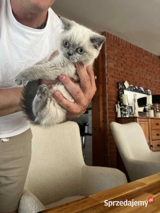 Przepiękne kocięta brytyjskie Point A33 Wieprzec