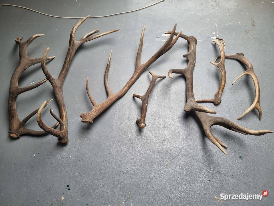 Poroże Jelenia Krosno