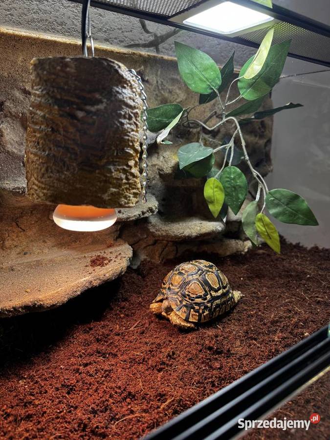 Żółw lamparci z terrarium Gady i płazy Kraków
