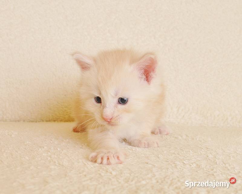 Śliczny kocurek Maine Coon LEGALNA HODOWLA Białystok