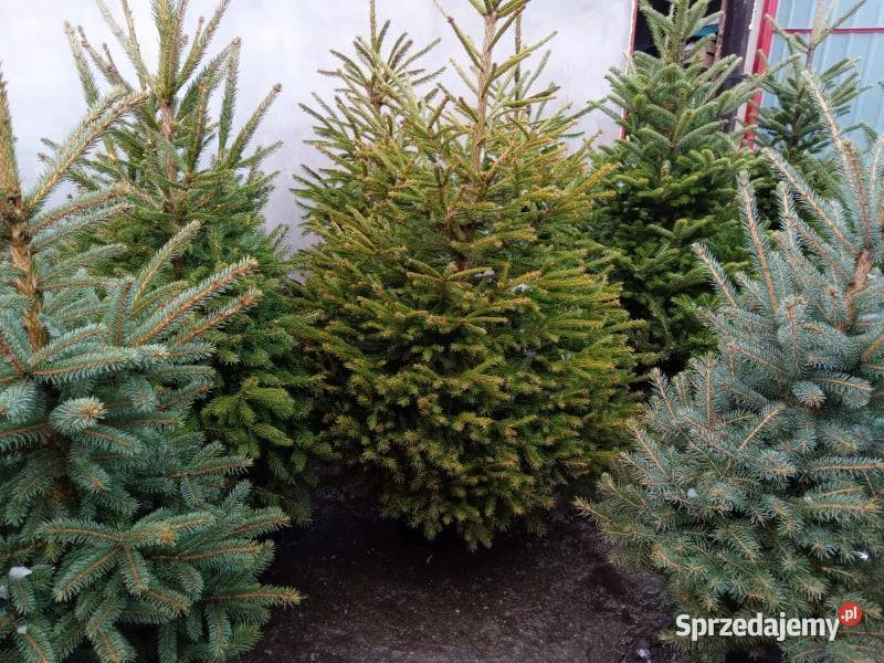 Choinki żywe z dostawą pod dom jodła cięte i w Sosnowiec