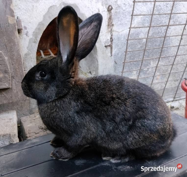 Samce samice 5 miesięczne Jastrzębie-Zdrój