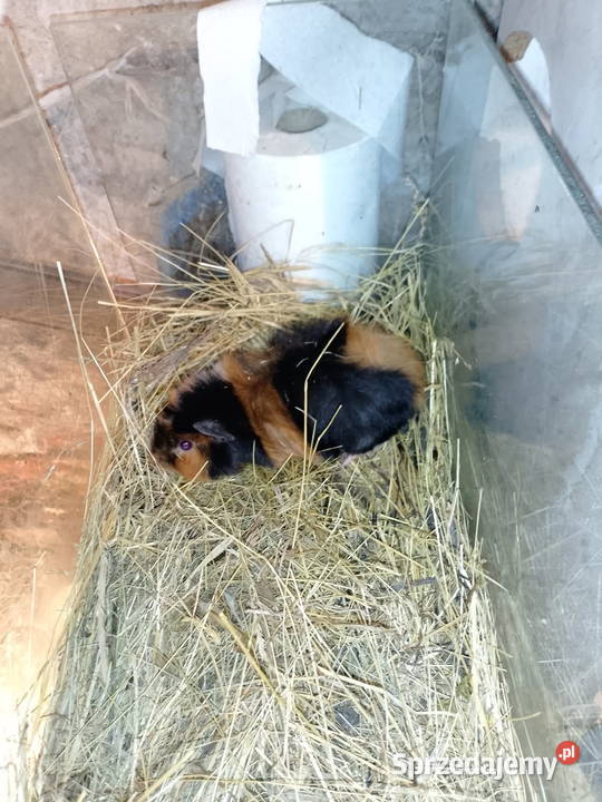 swinka morska Siepraw