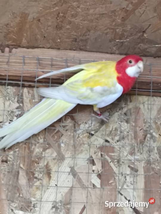 Rozelle Białolice Stare Babice