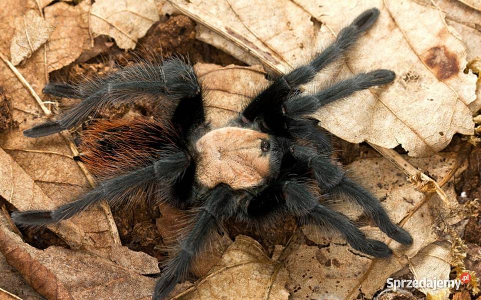 Brachypelma Albiceps L7 ptasznik pająk podlaskie Wysokie Mazowieckie sprzedam