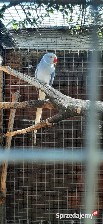 Aleksandretta obroża samiec 2024r