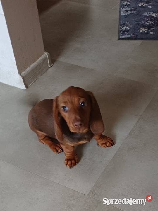 Jamnik miniaturowy Jamnik Starogard Gdański