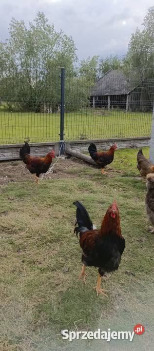 Koguty Silki i Włoszki Ptaki podkarpackie Tarnobrzeg sprzedam