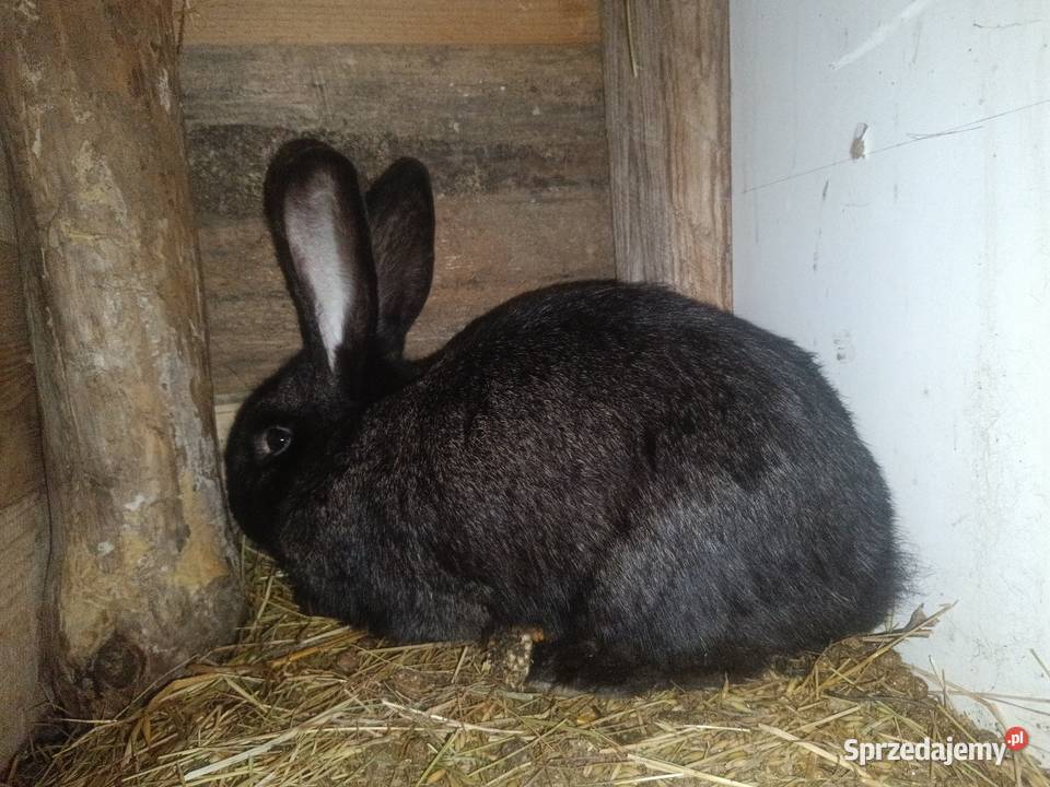 Krolice zakacane Bobrowa