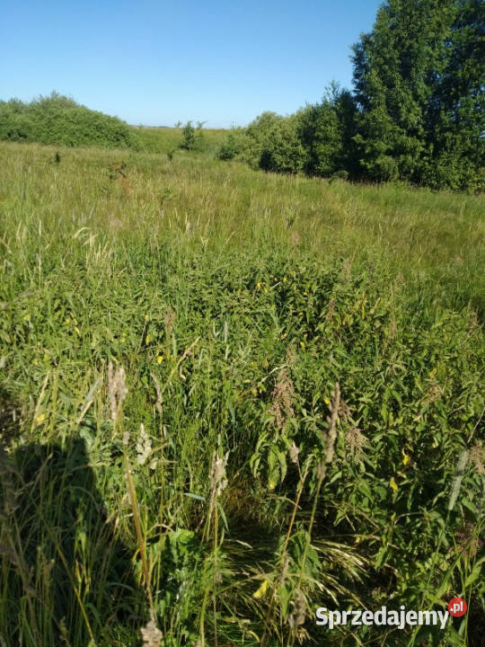 sprzedam działkę z bajorkiem i na działce warmińsko-mazurskie Jesionowo sprzedam