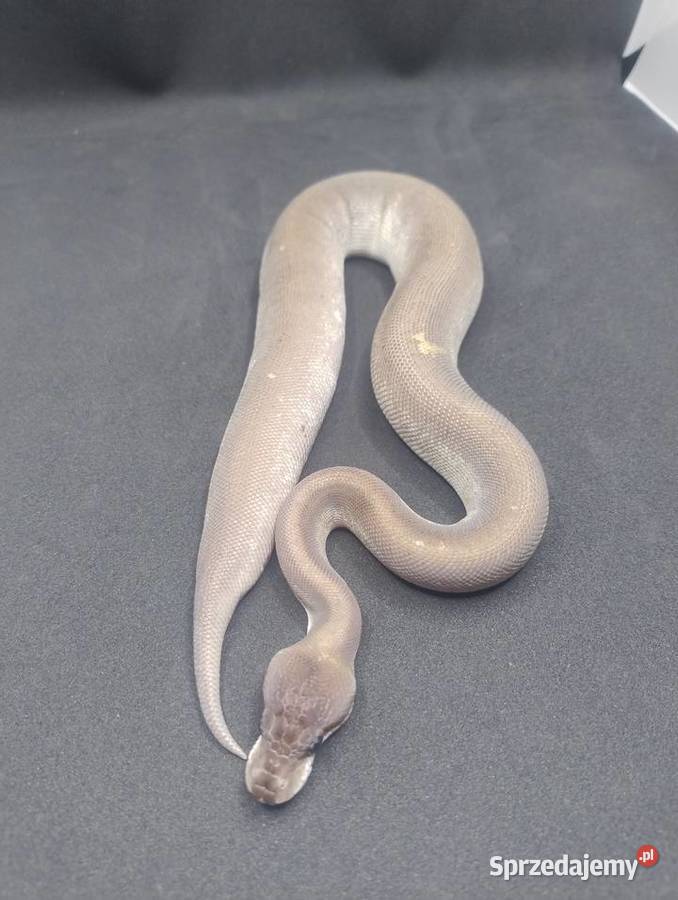 Pyton Królewski samiec Super Cinnamon Mojave Jelenia Góra