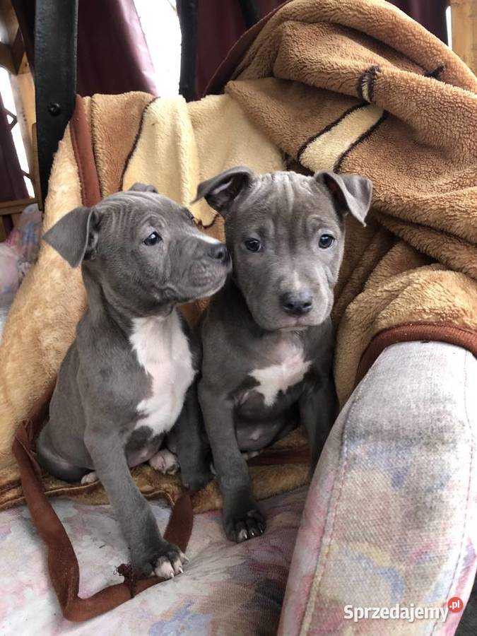 Amstaff szczeniaki Sutków