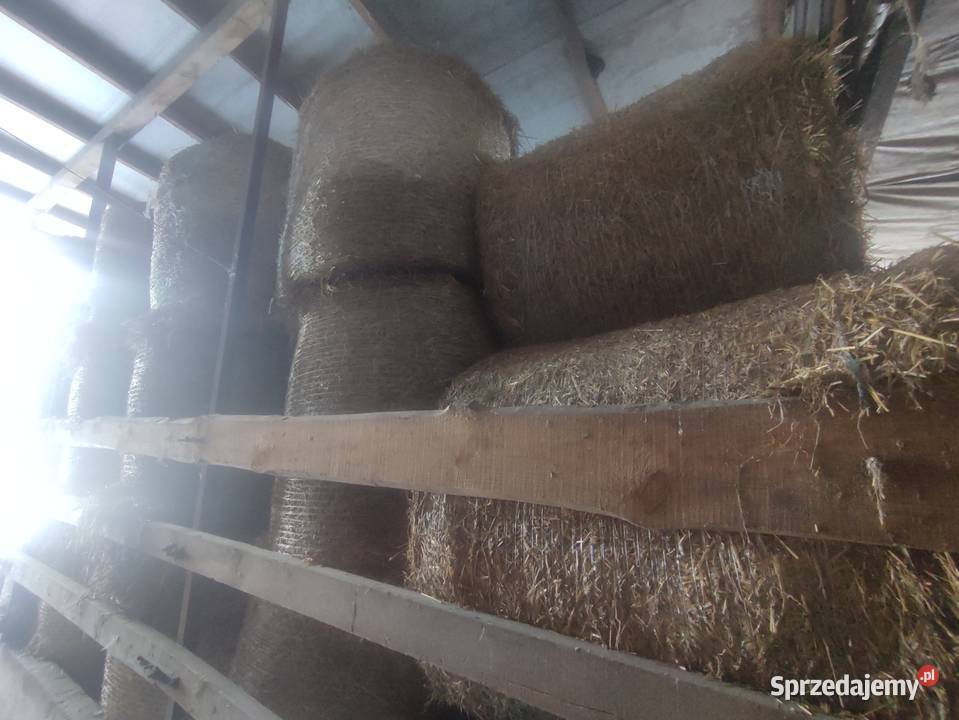 Słoma sucha koni Zduńska Wola
