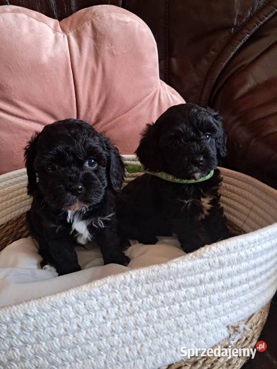 Cavapoo piesek black mama cavalier tata pudel Busko-Zdrój