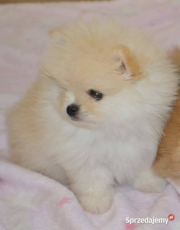 SZPIC MINIATUROWY POMERANIAN PIĘKNE KREMOWE Drogusza