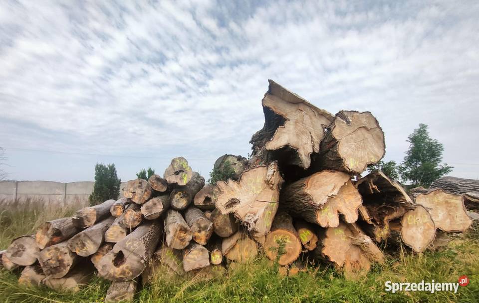 drewno w kłodach w różne grubości i długości Opał Wojsławice sprzedam