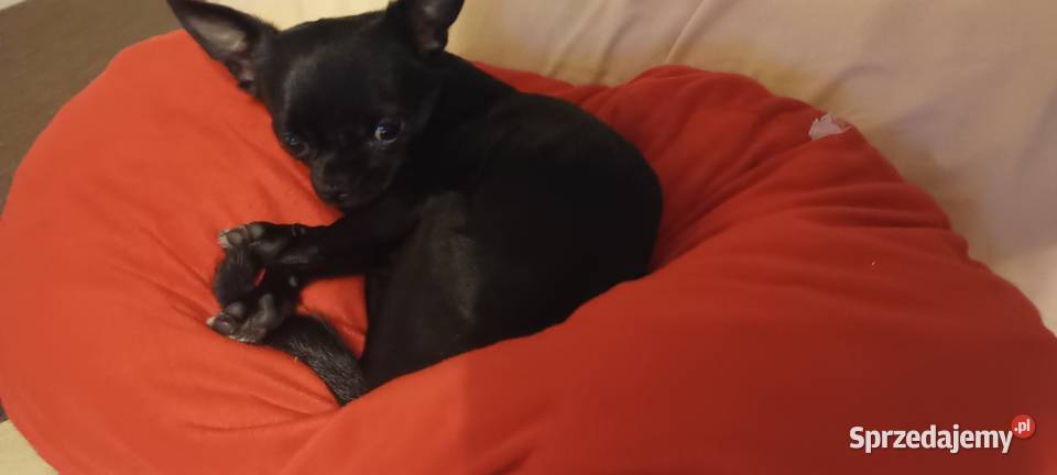 Piesek chihuahua kujawsko-pomorskie