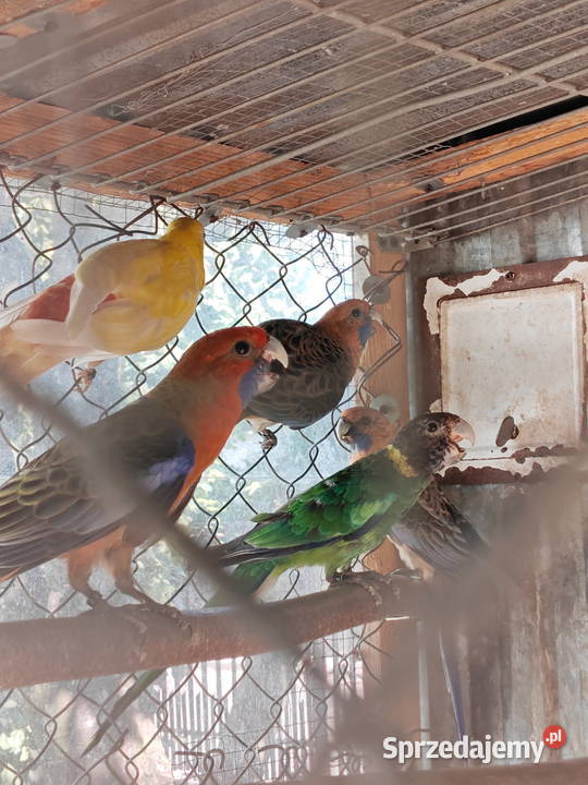 Sprzedam papugi rozella królewska białolica