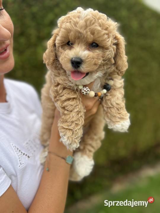 Bichpoo