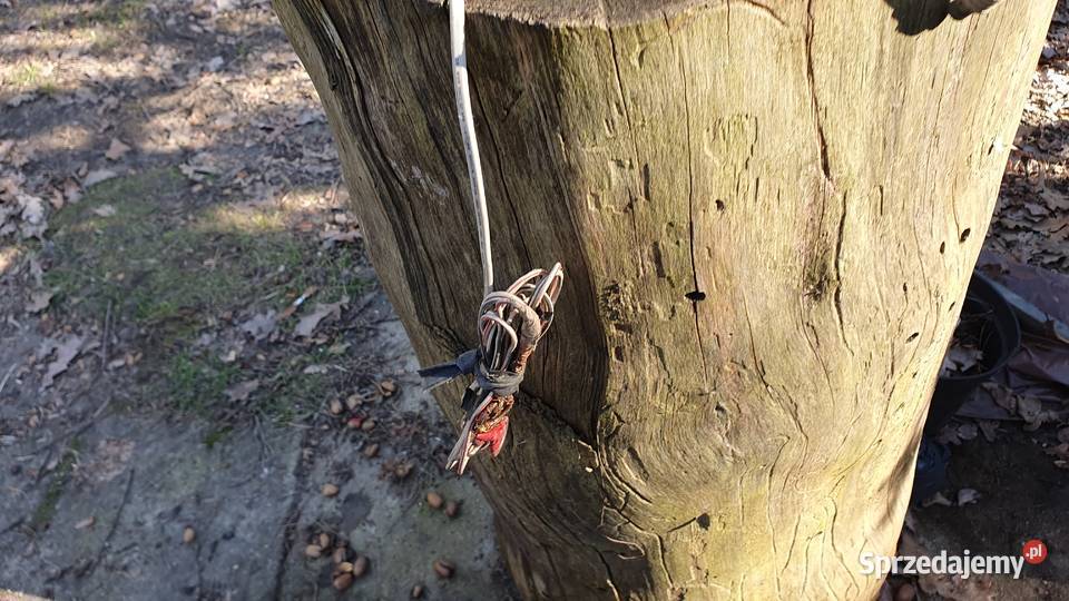 Stary tv retro philips philitina 711 typ 12 B Warszawa sprzedam