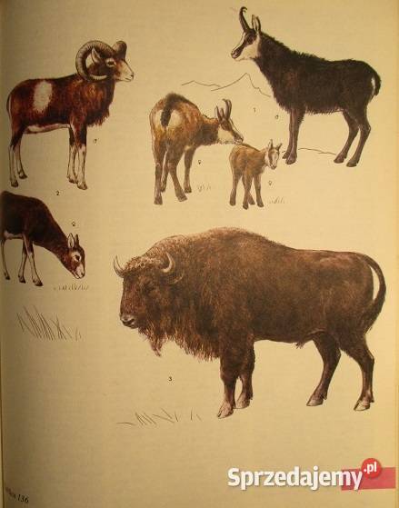 Nasza przyroda Świat zwierząt przyroda biologia