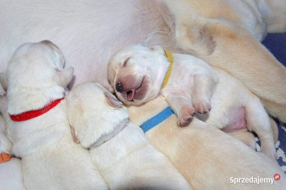 Elitarne zdrowe cudowne Labradory ZKwPFCI Myszków