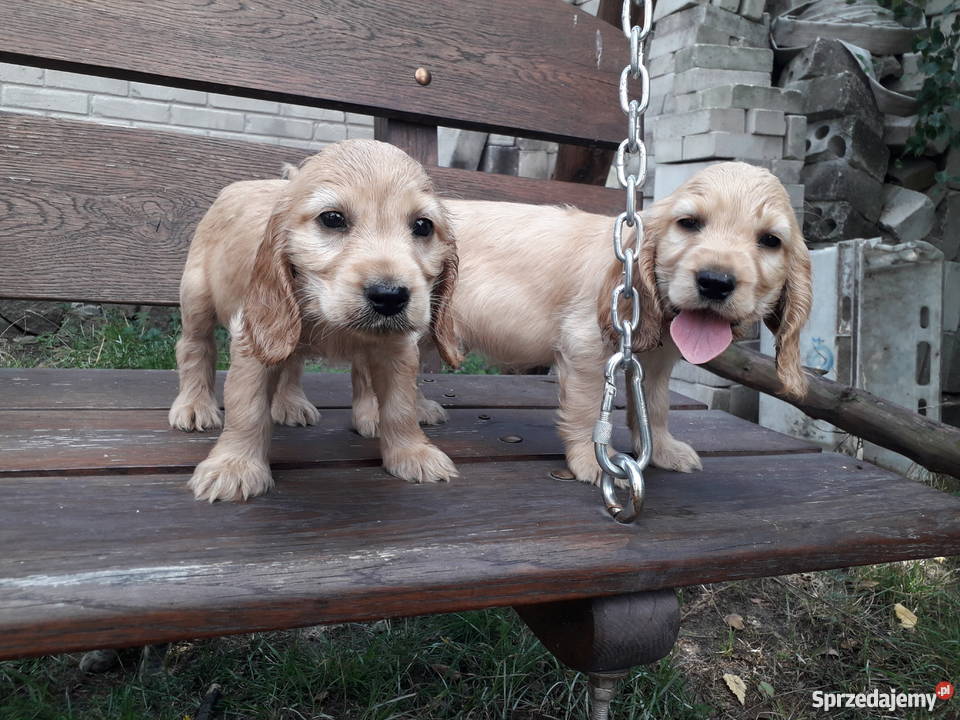 Szczeniaki rasy cocker spaniel Mroków