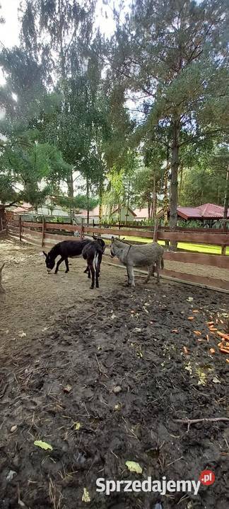 sprzedam osły 3 sztuki Pozostałe Szydłówiec