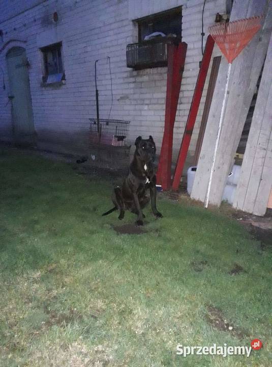 Suczka rasy pitbull Pit Bull Mława