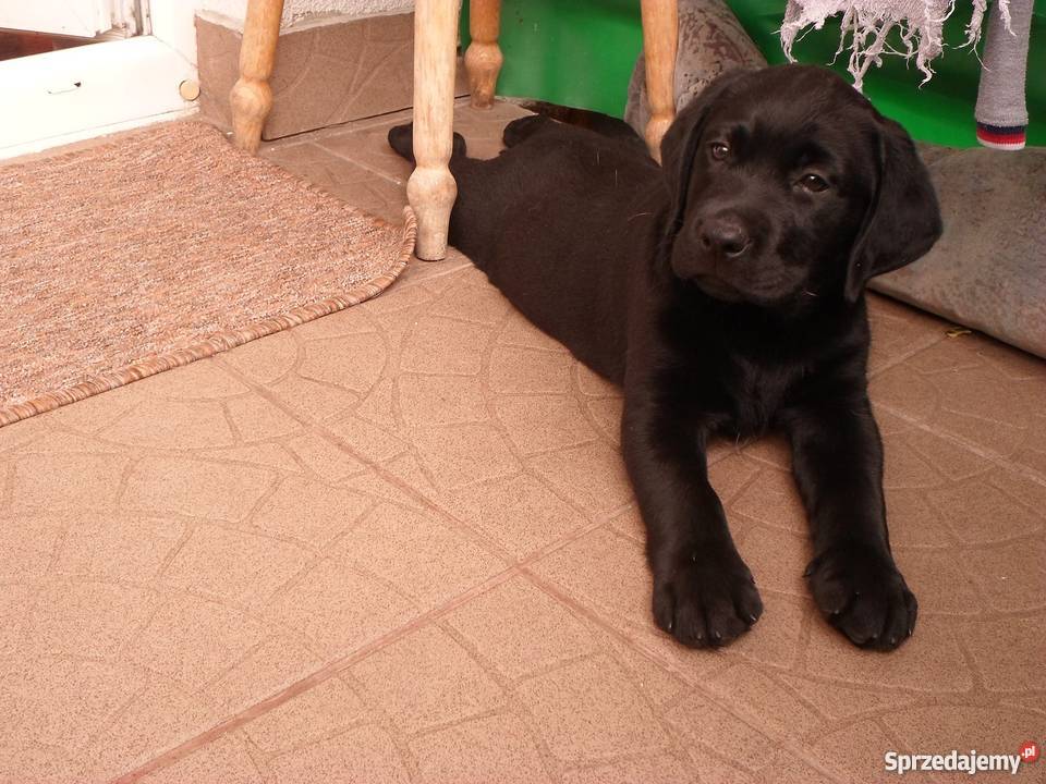 SZCZENIAK LABRADORODDAM podkarpackie