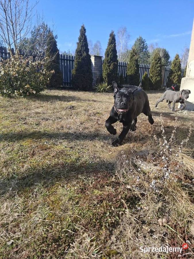 Szczeniaki Cane Corso Radom sprzedam