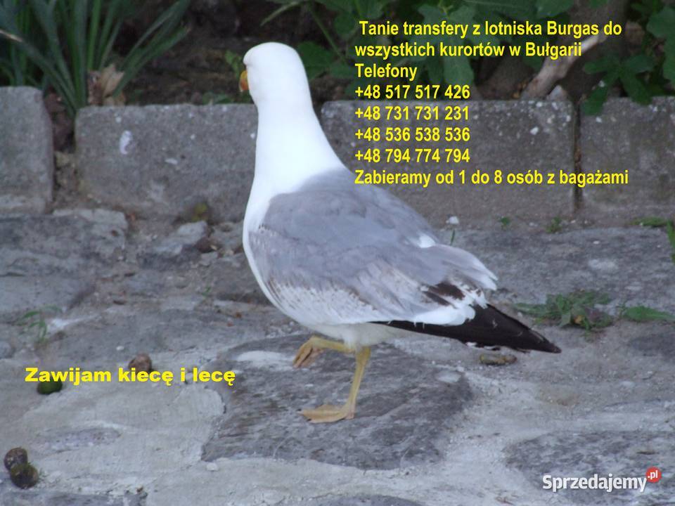 Tanie taxi Eco Warszawa Modlin 99 517 517 426