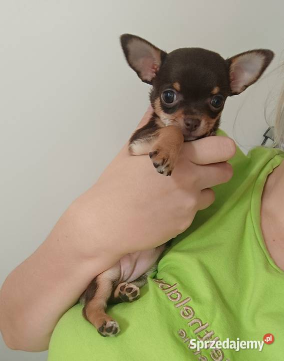 Chihuahua krótkowłosa czekoladowa suczka rodowód Bełchatów sprzedam