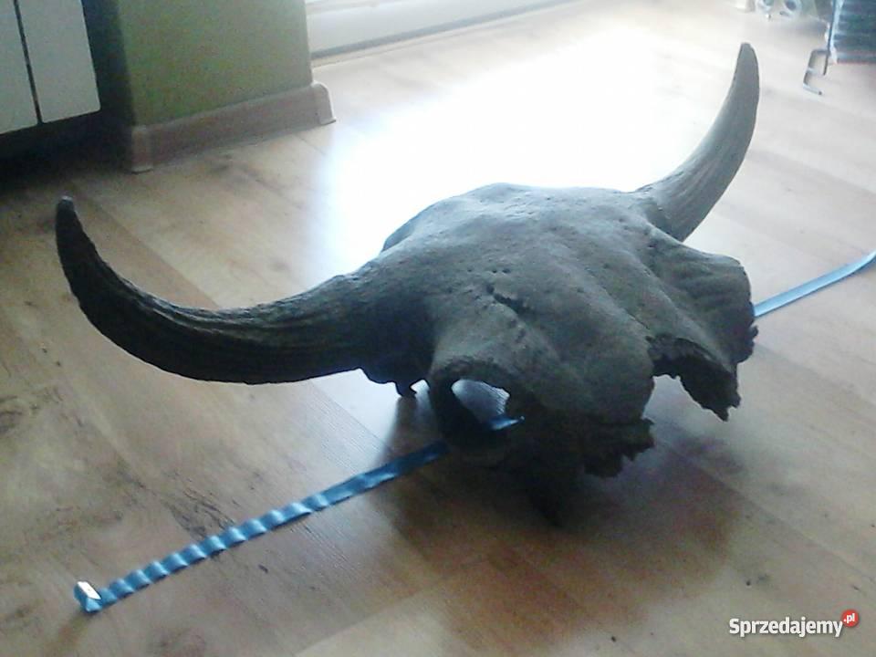 rogi tura Ostrołęka