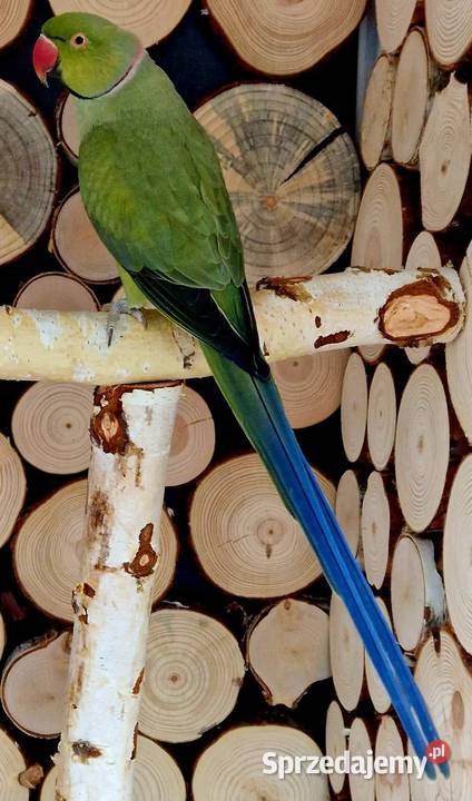 Aleksandretta obrożna łatwo się oswaja i można wielkopolskie Poznań