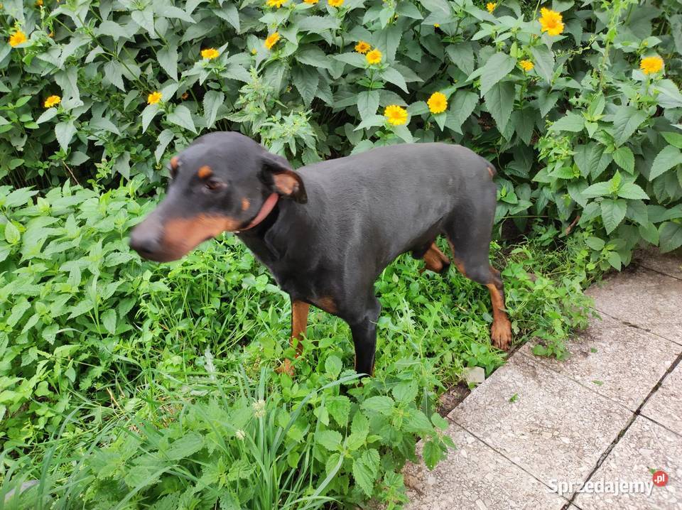 Szczenięta Dobermana do sprzedania Doberman Dobre