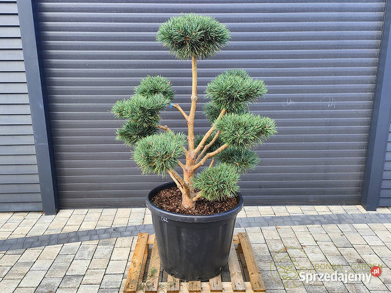 Sosna pospolita 062 Bonsai ogrodowe Niwaki śląskie Katowice