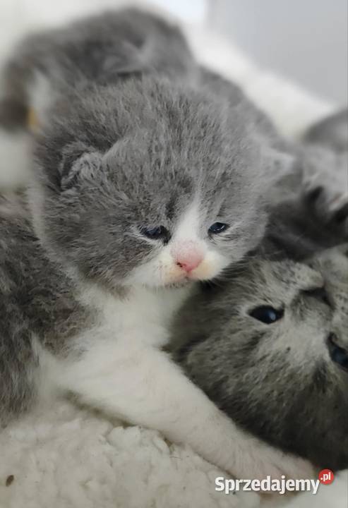 Kot brytyjski szkocki Brytyjski Częstochowa