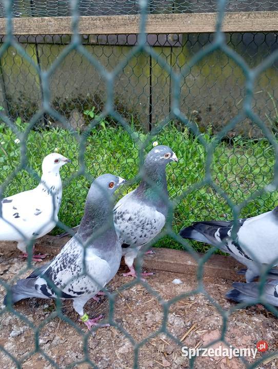 Sprzedam gołębie pocztowe likwidacja hodowli Kłodawa