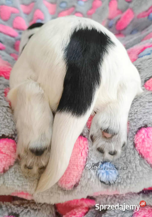 Cocker Spaniel Angielski szczenięta FCI