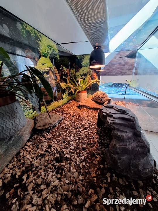Sprzedam żółwia lamparciego terrarium Lubochnia